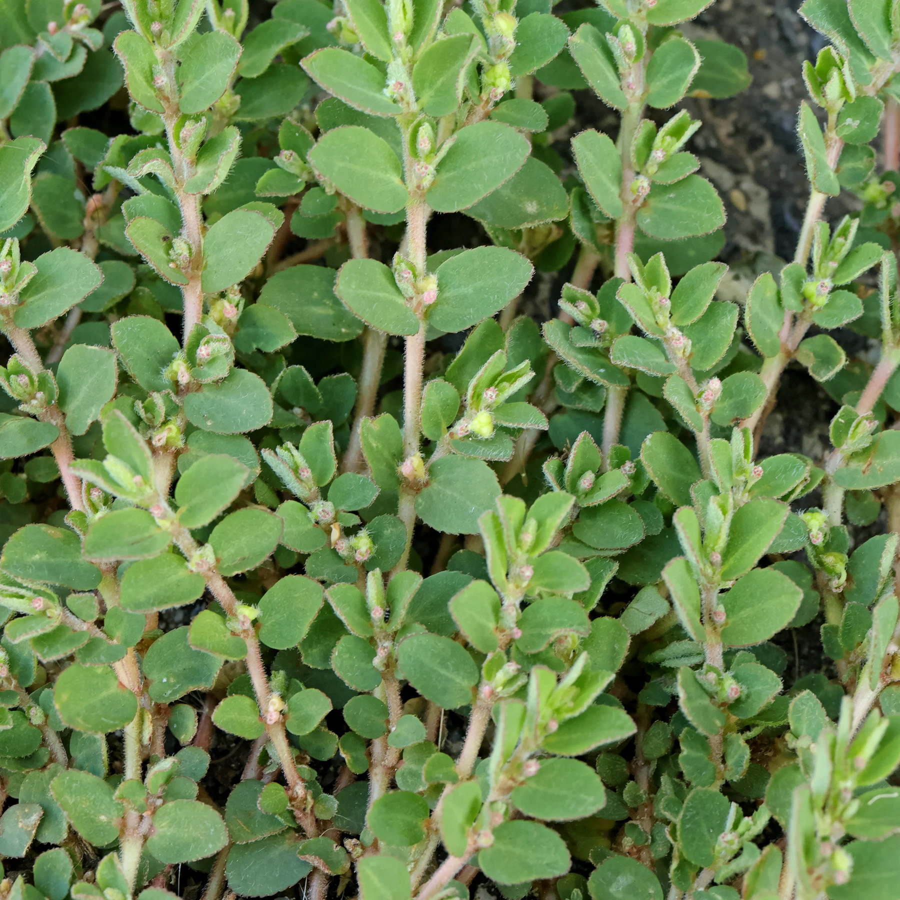Euphorbia prostrata leaves