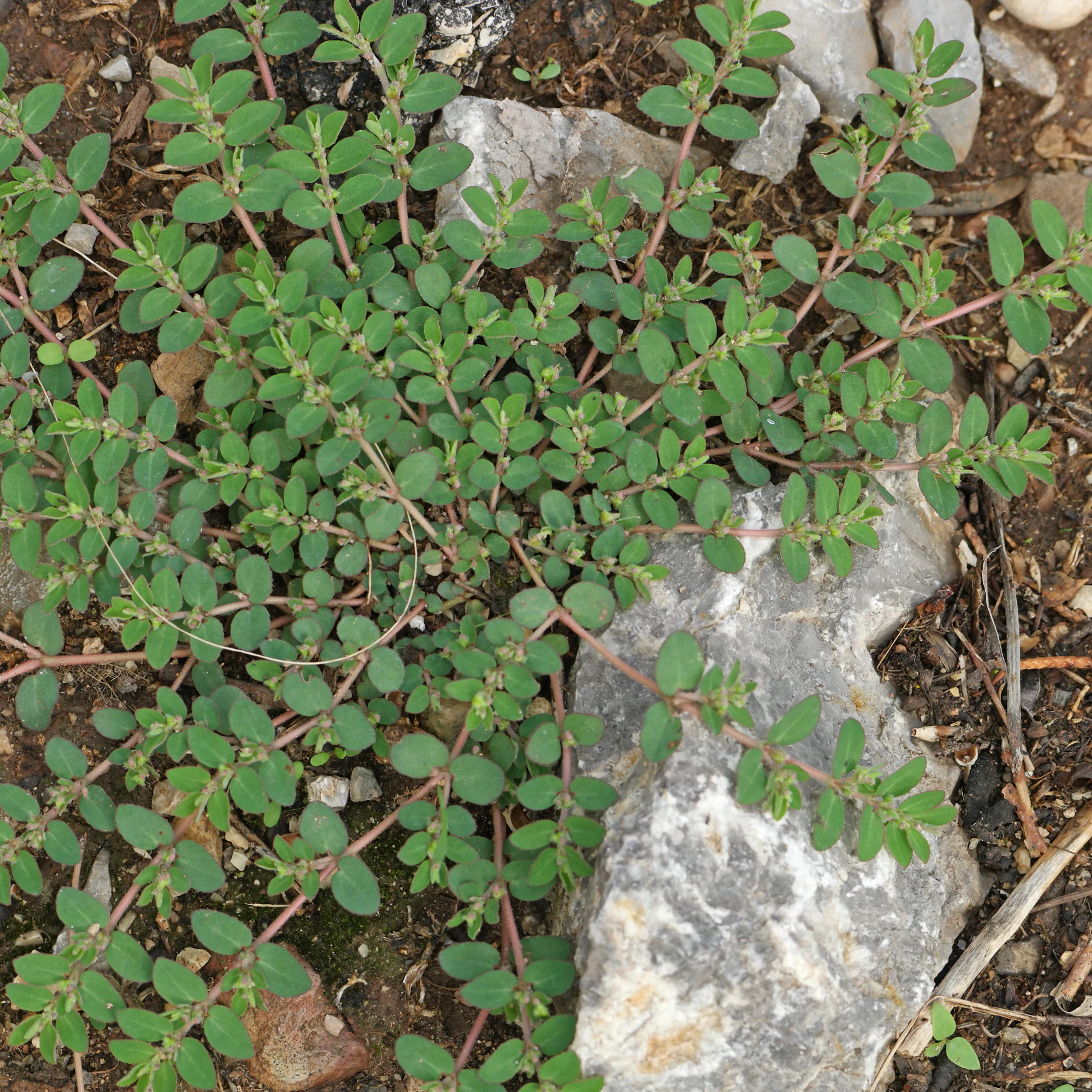 Euphorbia prostrata on a roadside in Mallorca