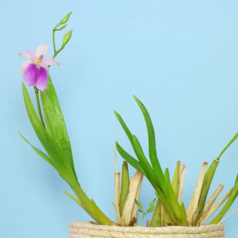 Miltonia regnellii