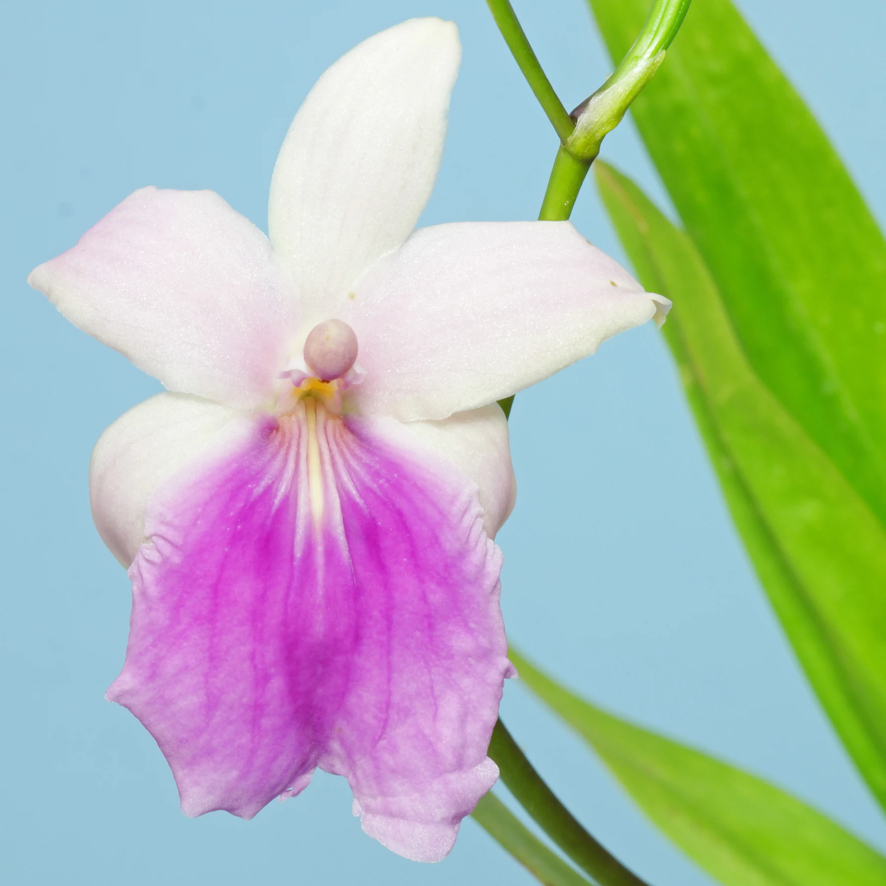 Miltonia regnellii flowering