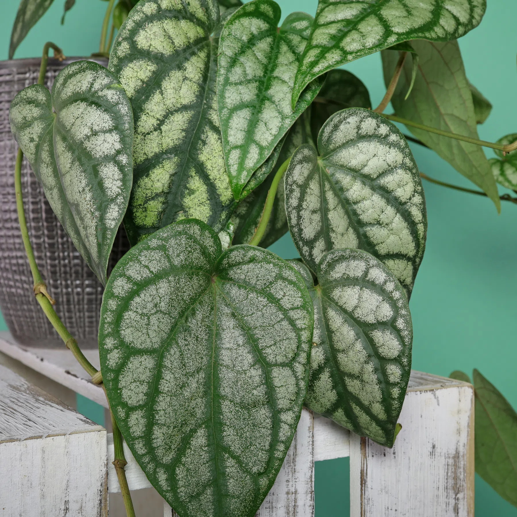 Pepper Plant