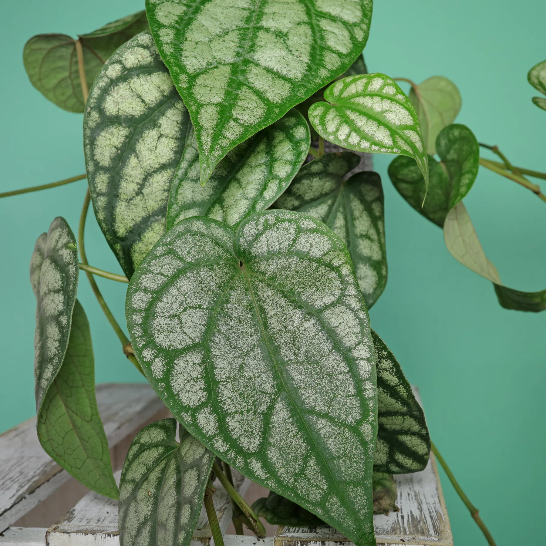 pepper leaves