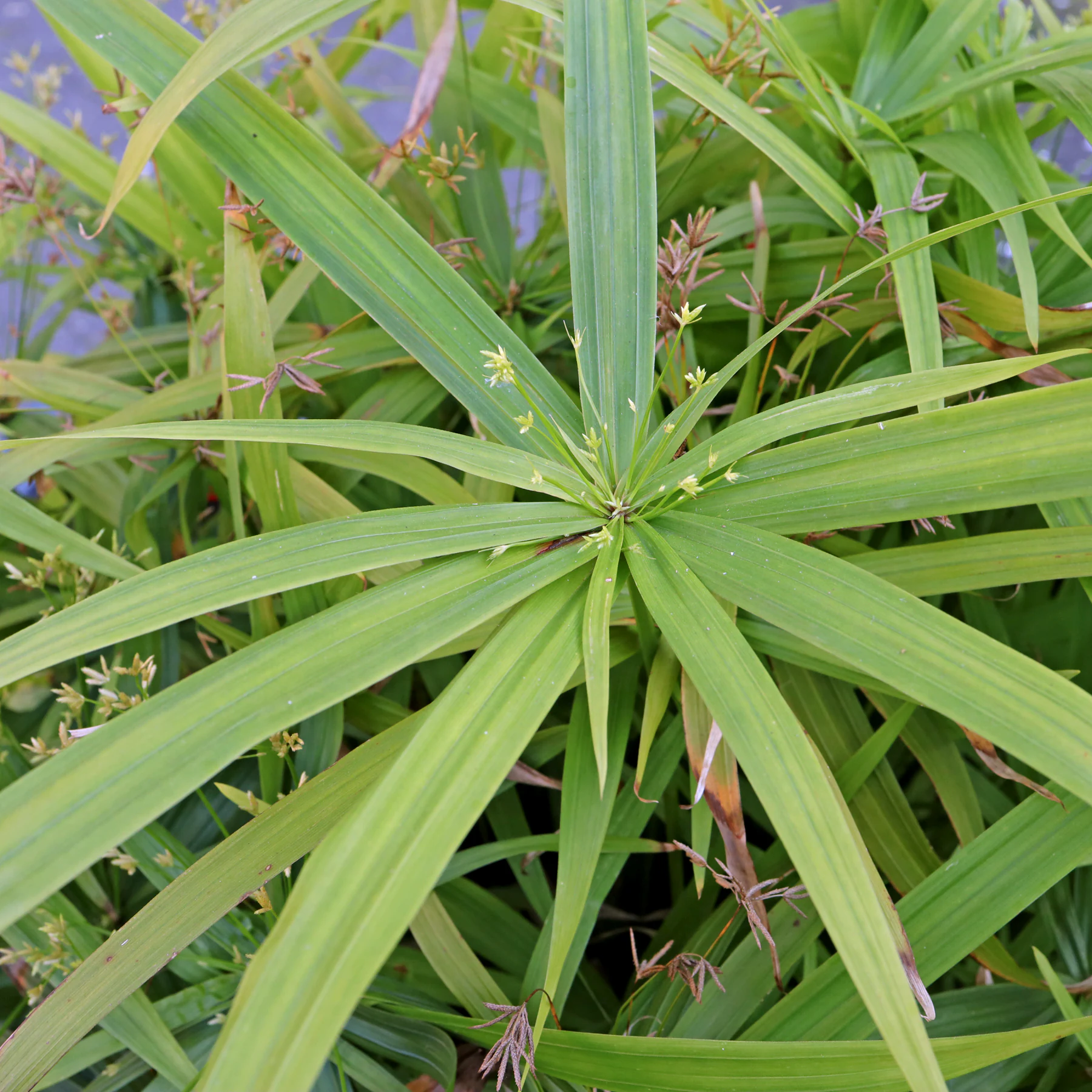 Cyperus diffusus Diffused Flatsedge