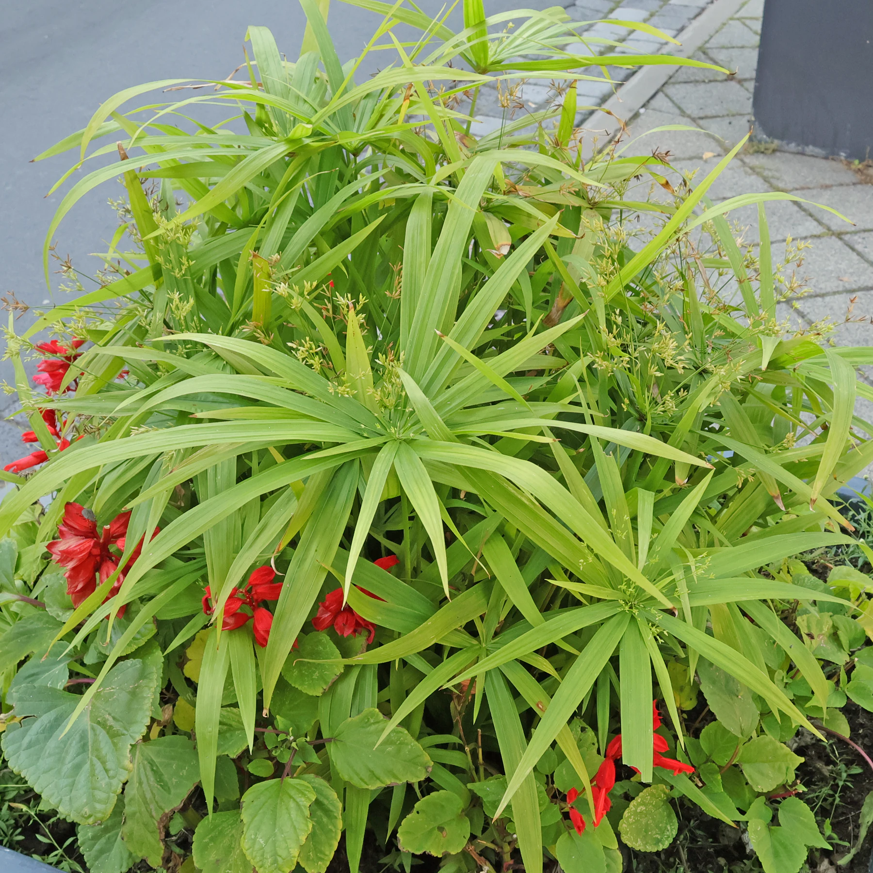 Cyperus diffusus Salvia splendens