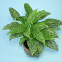 Drop Tongue Plant Schismatoglottis scortechinii