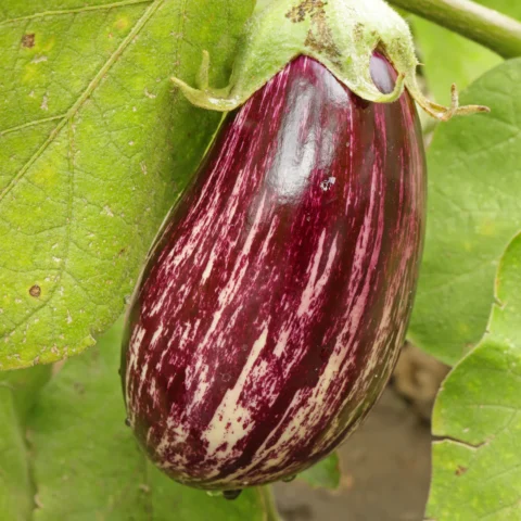 Eggplant Lucilla