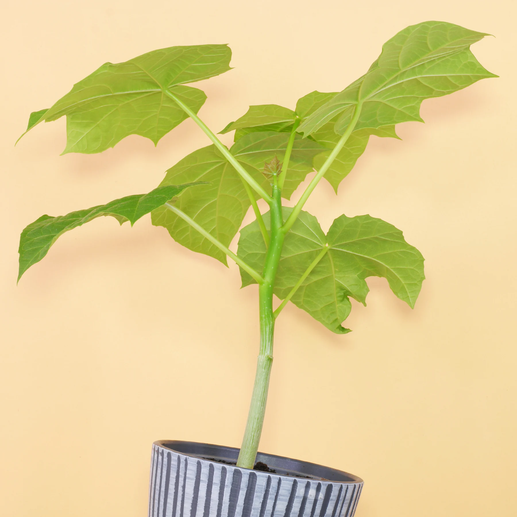 Jatropha curcas