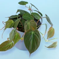 Philodendron Micans