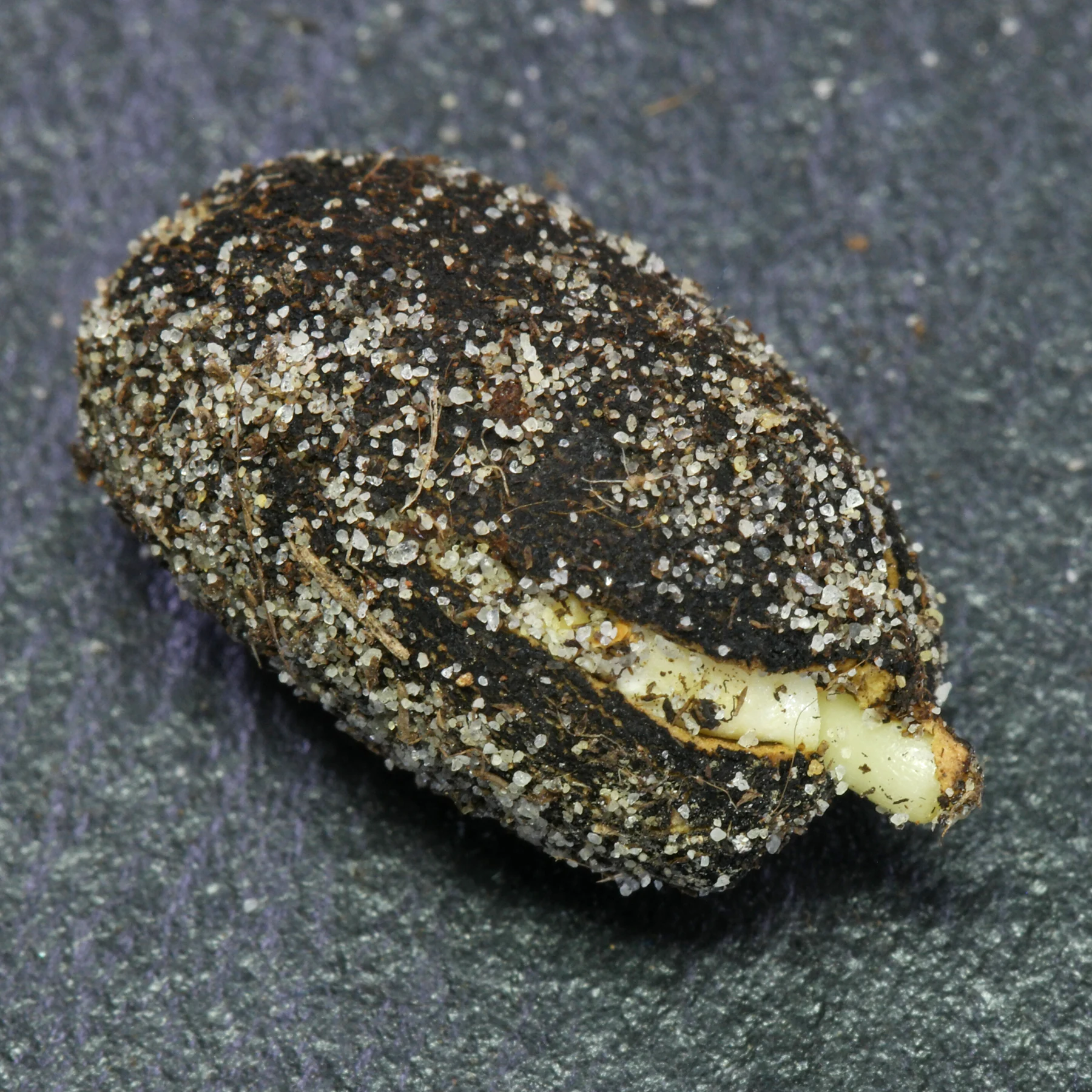 germinating Barbados nut seed