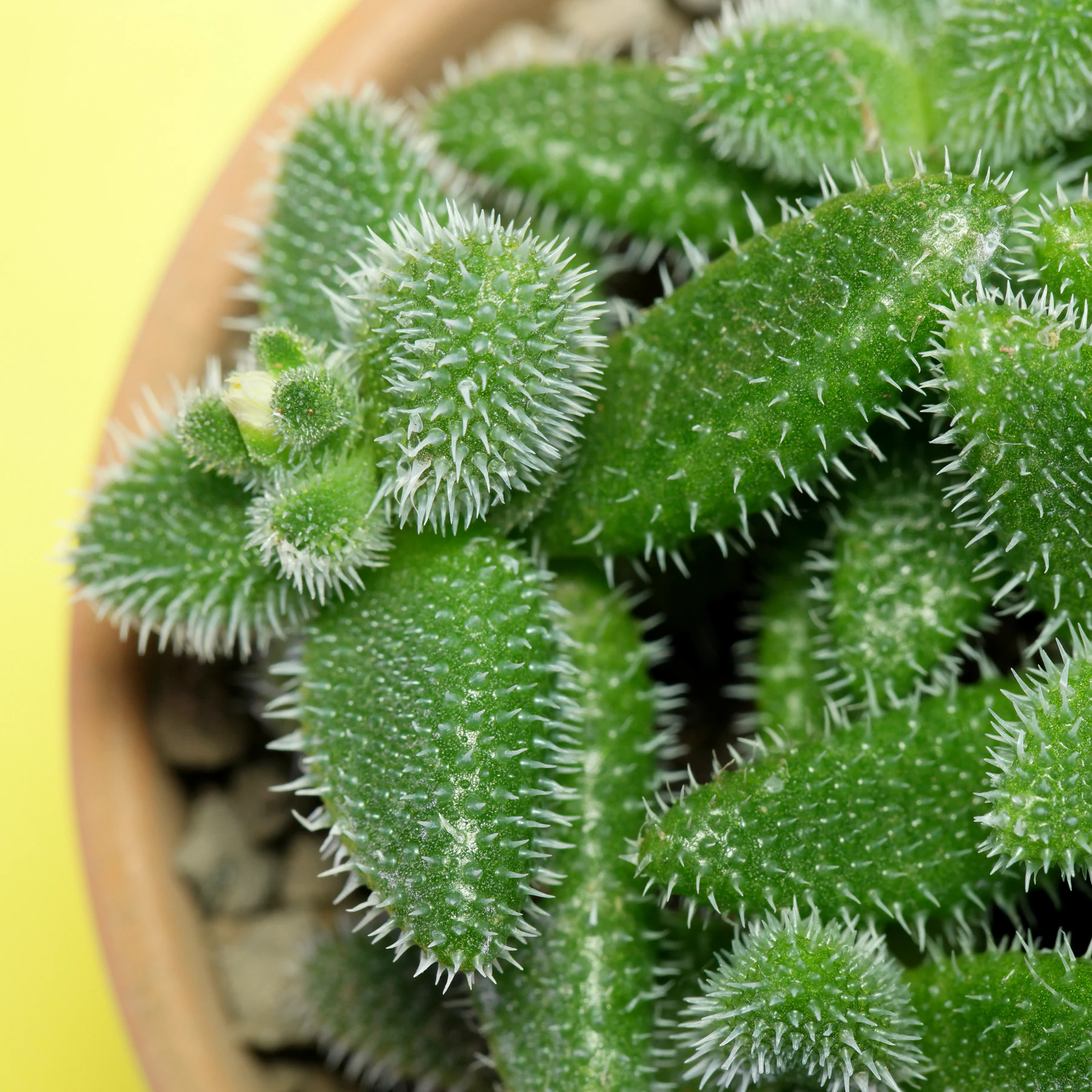 pickle plant leaves