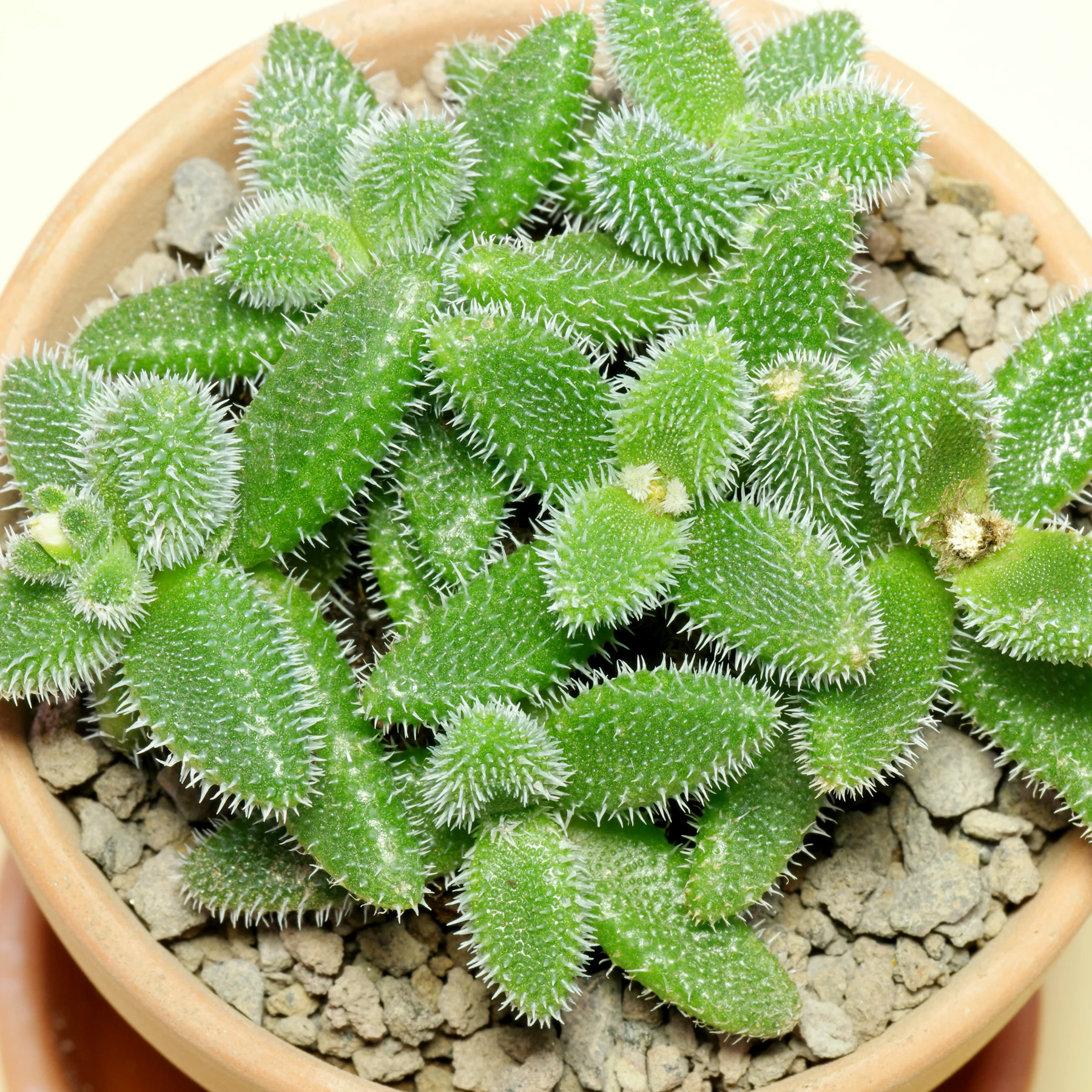 pickle plant