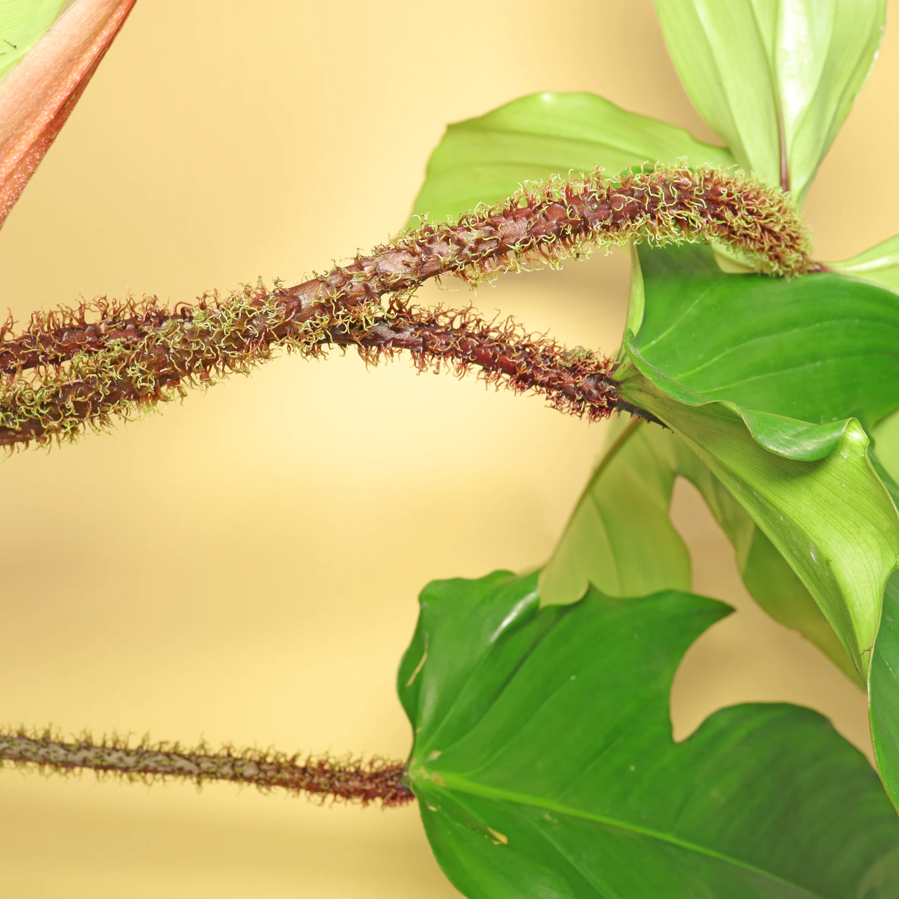 Hairy Philodendron