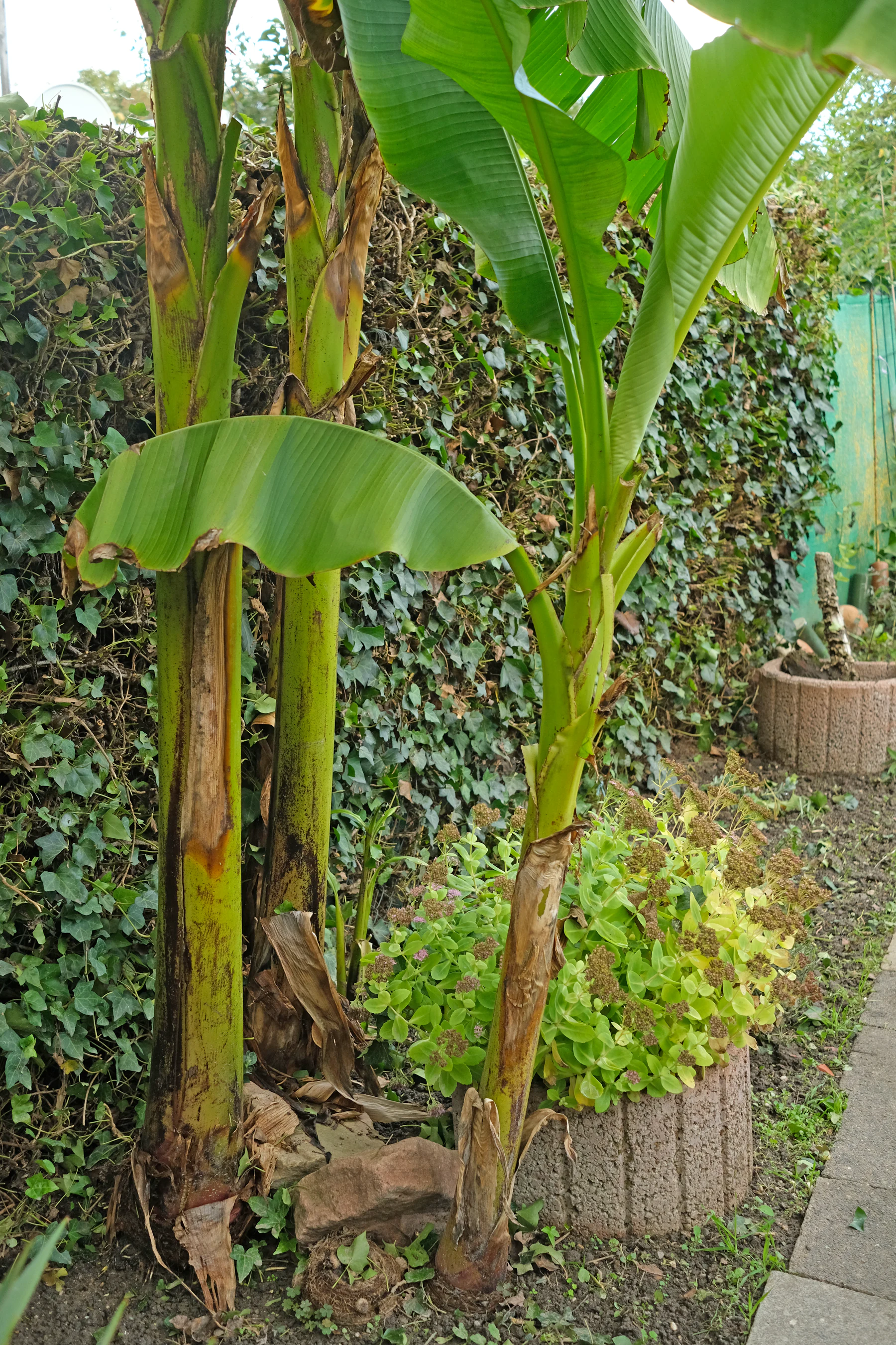 Musa basjoo