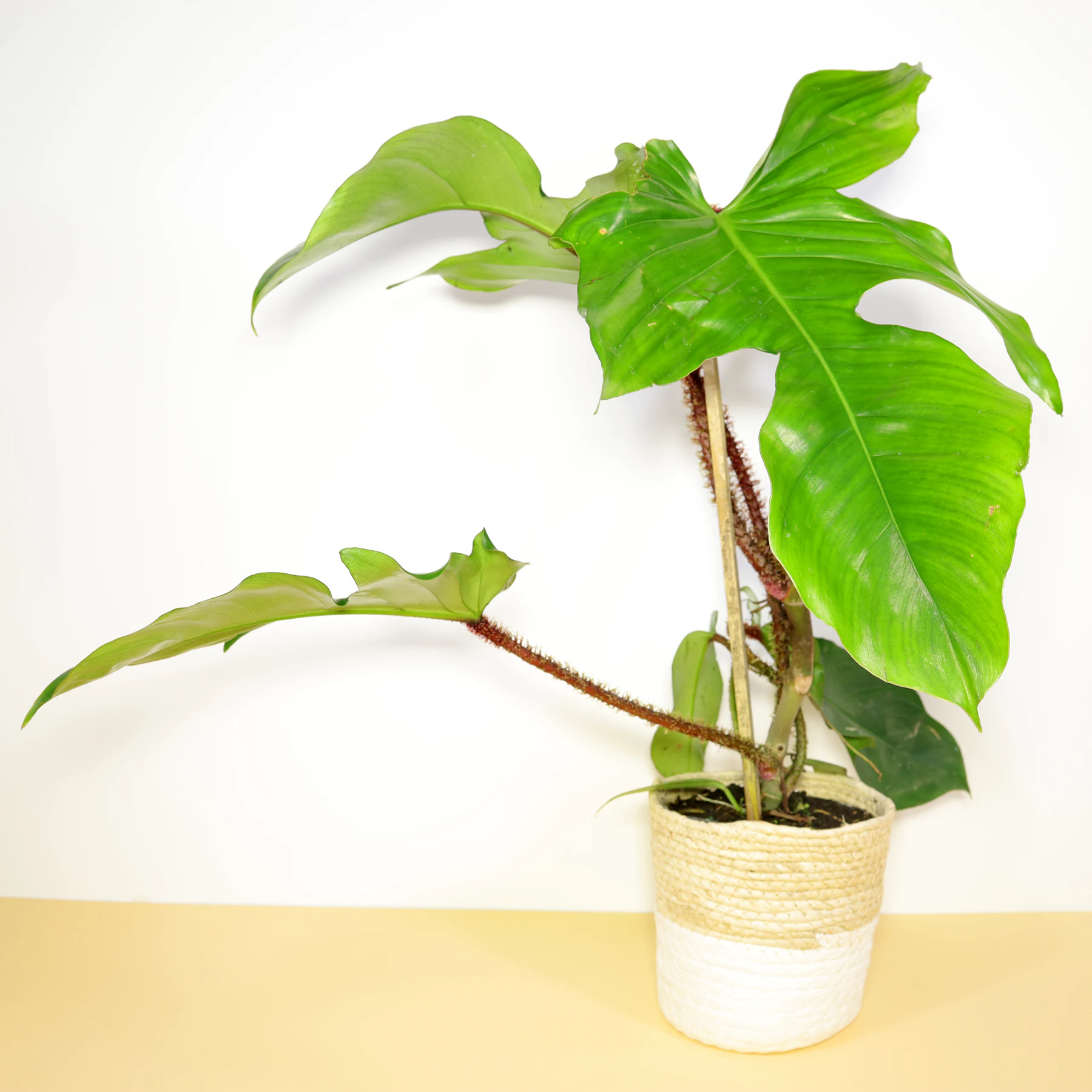 Philodendron squamiferum