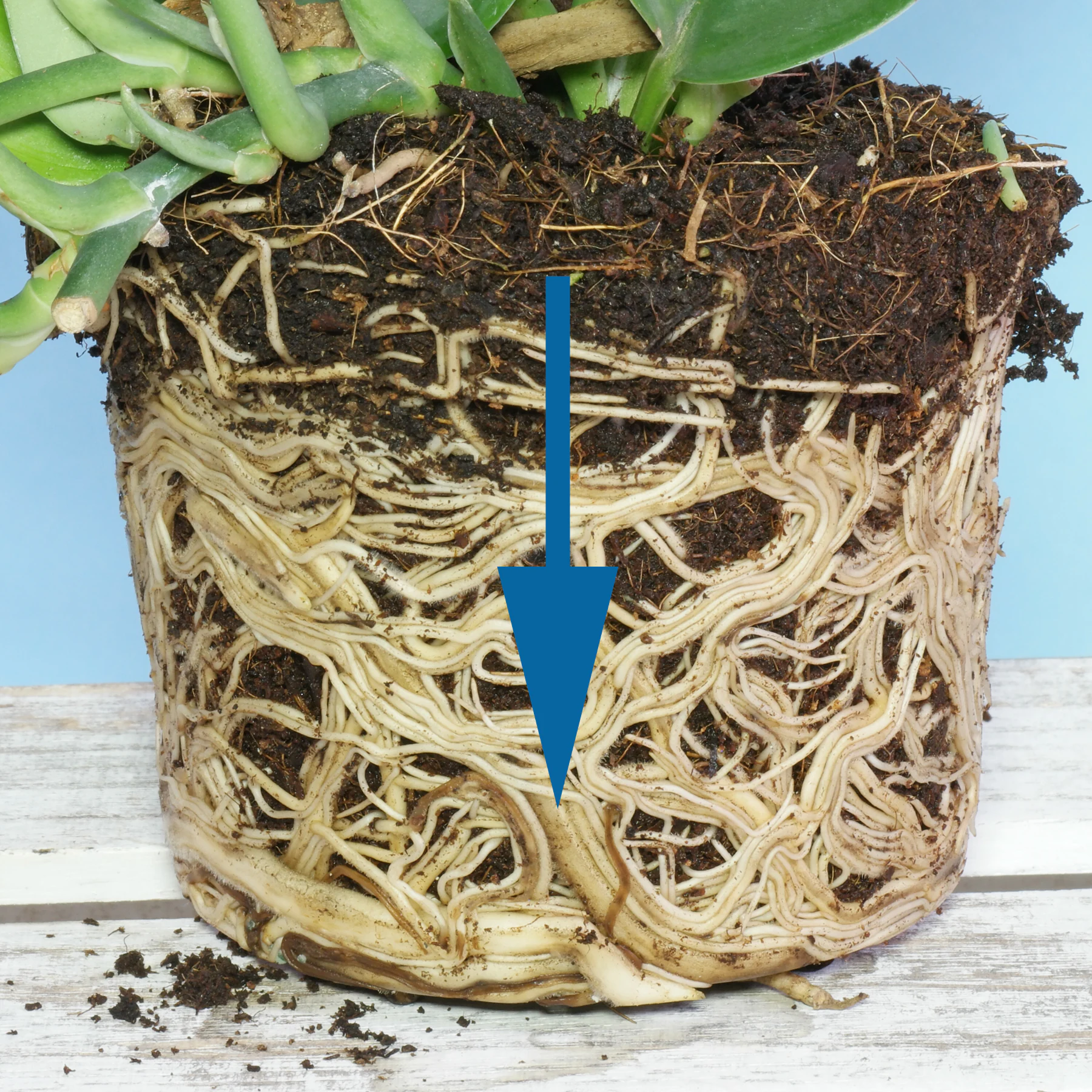 Scindapsus treubii root ball