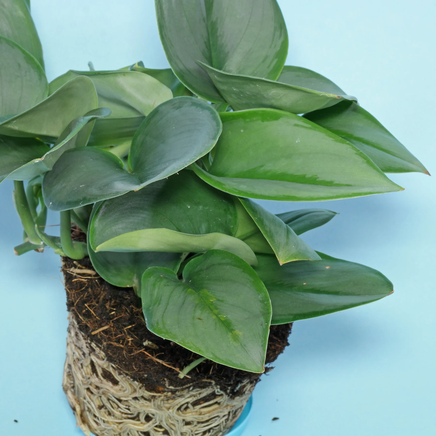 Silver Vine Scindapsus treubii