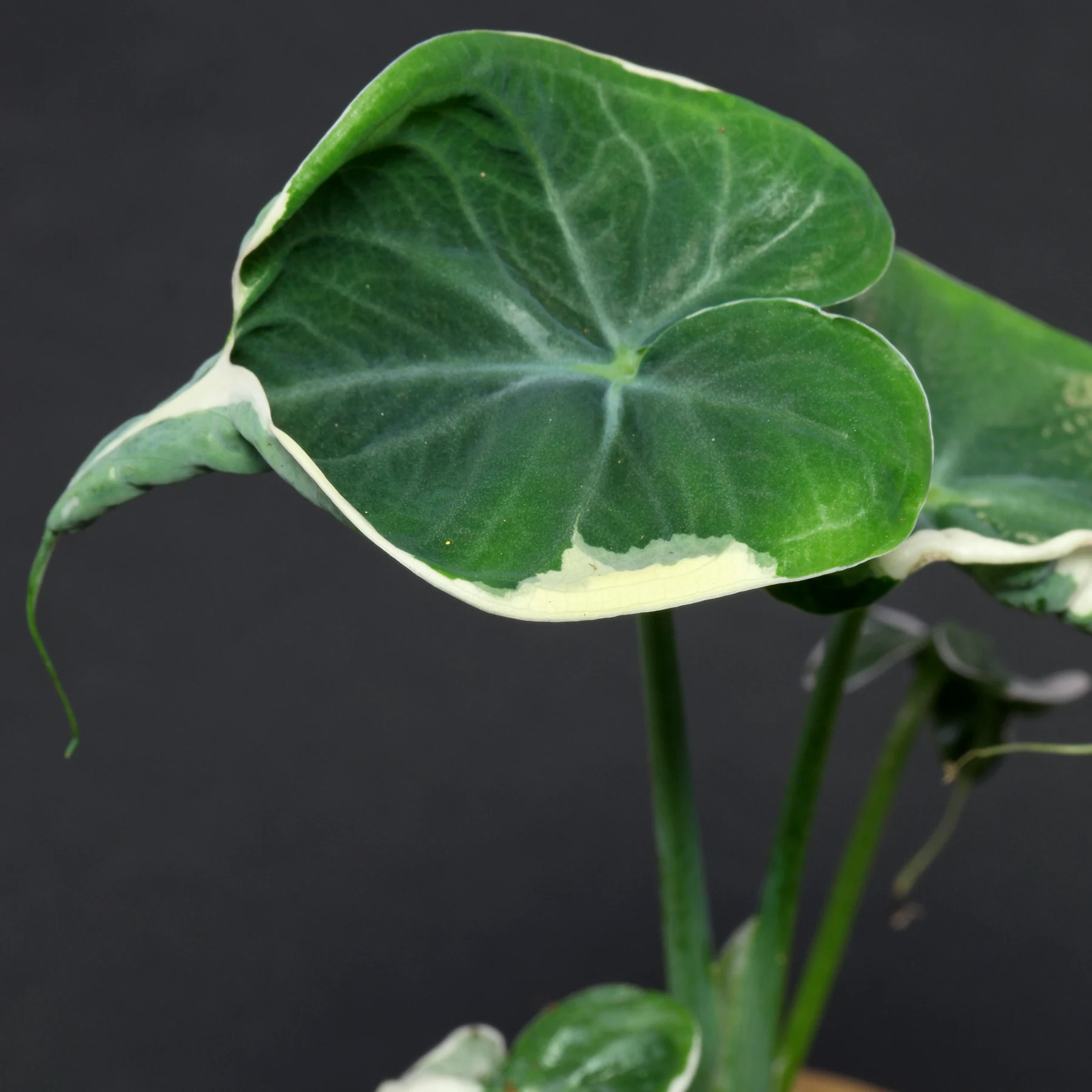 Xanthosoma sagittifolium Variegata