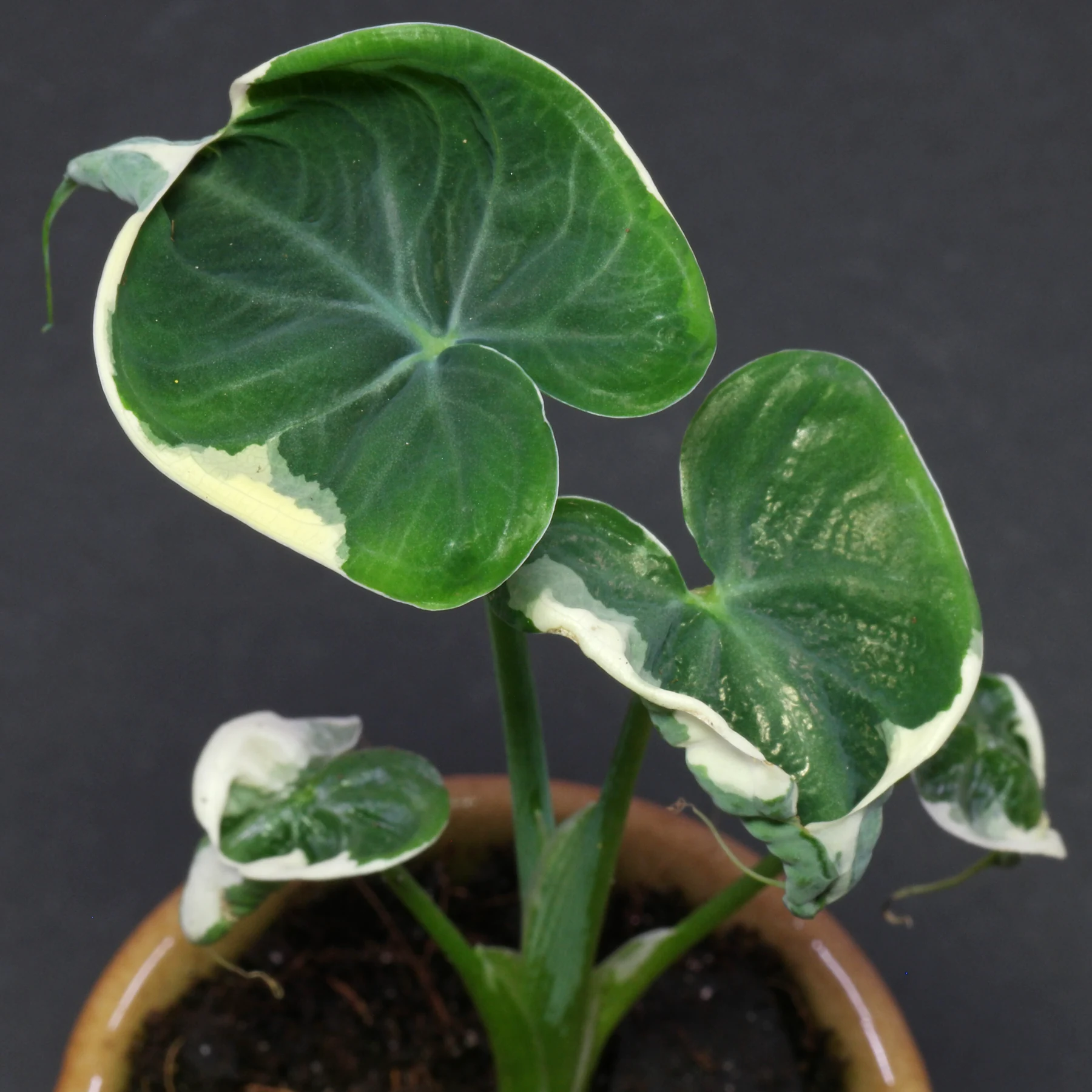 Xanthosoma sagittifolium Variegata
