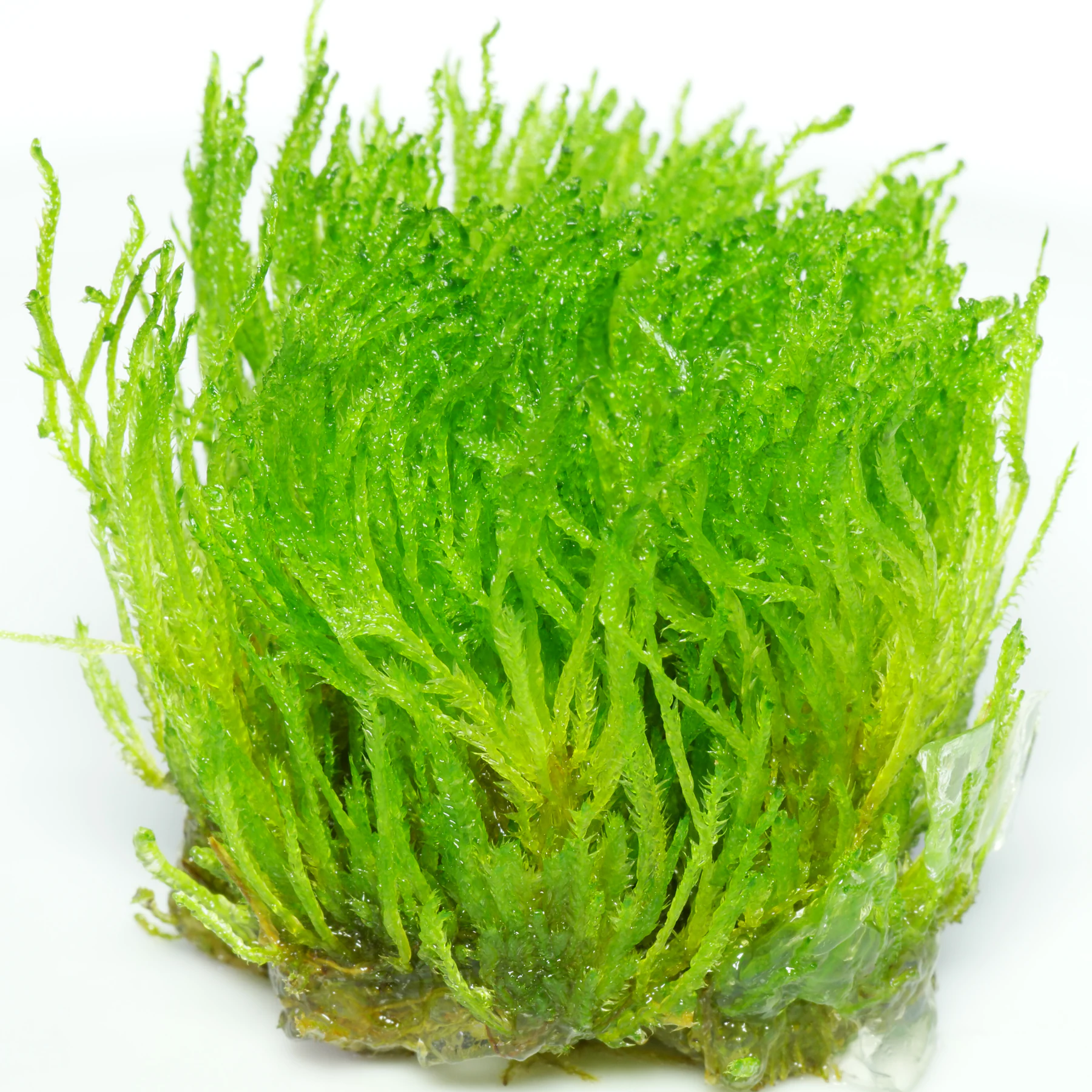Christmas Moss