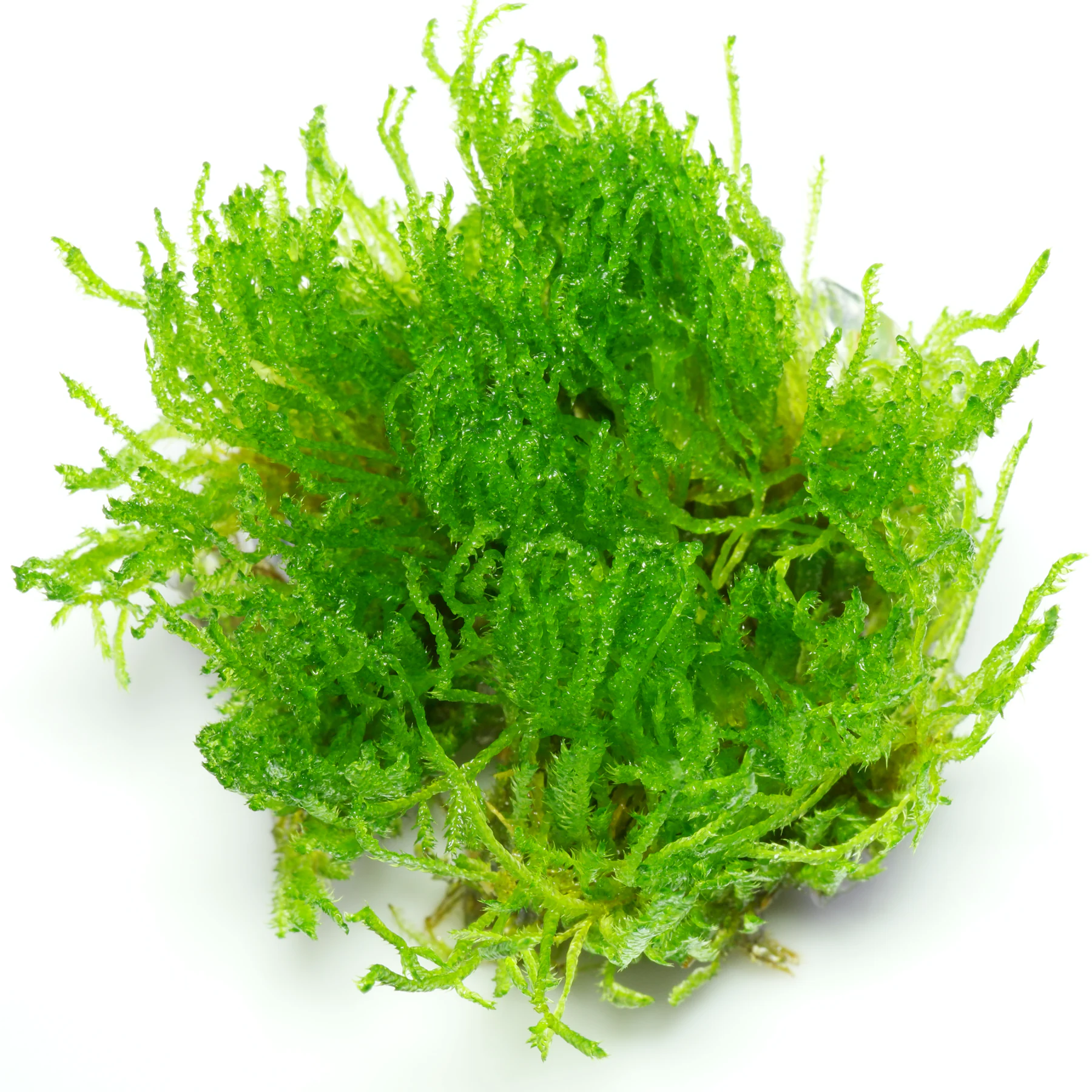 Vesicularia montagnei Christmas Moss