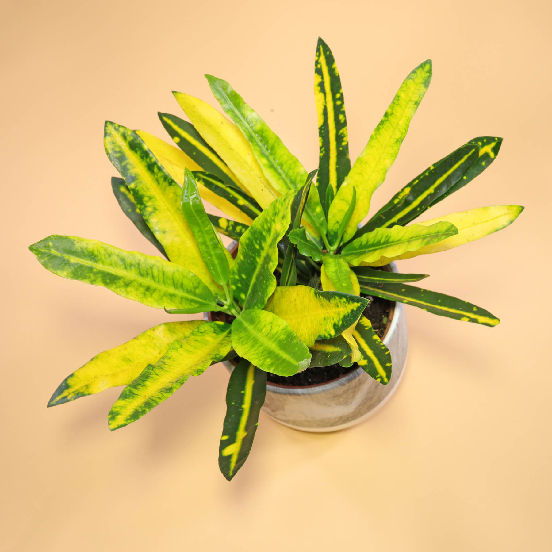 Codiaeum variegatum Sunny Star