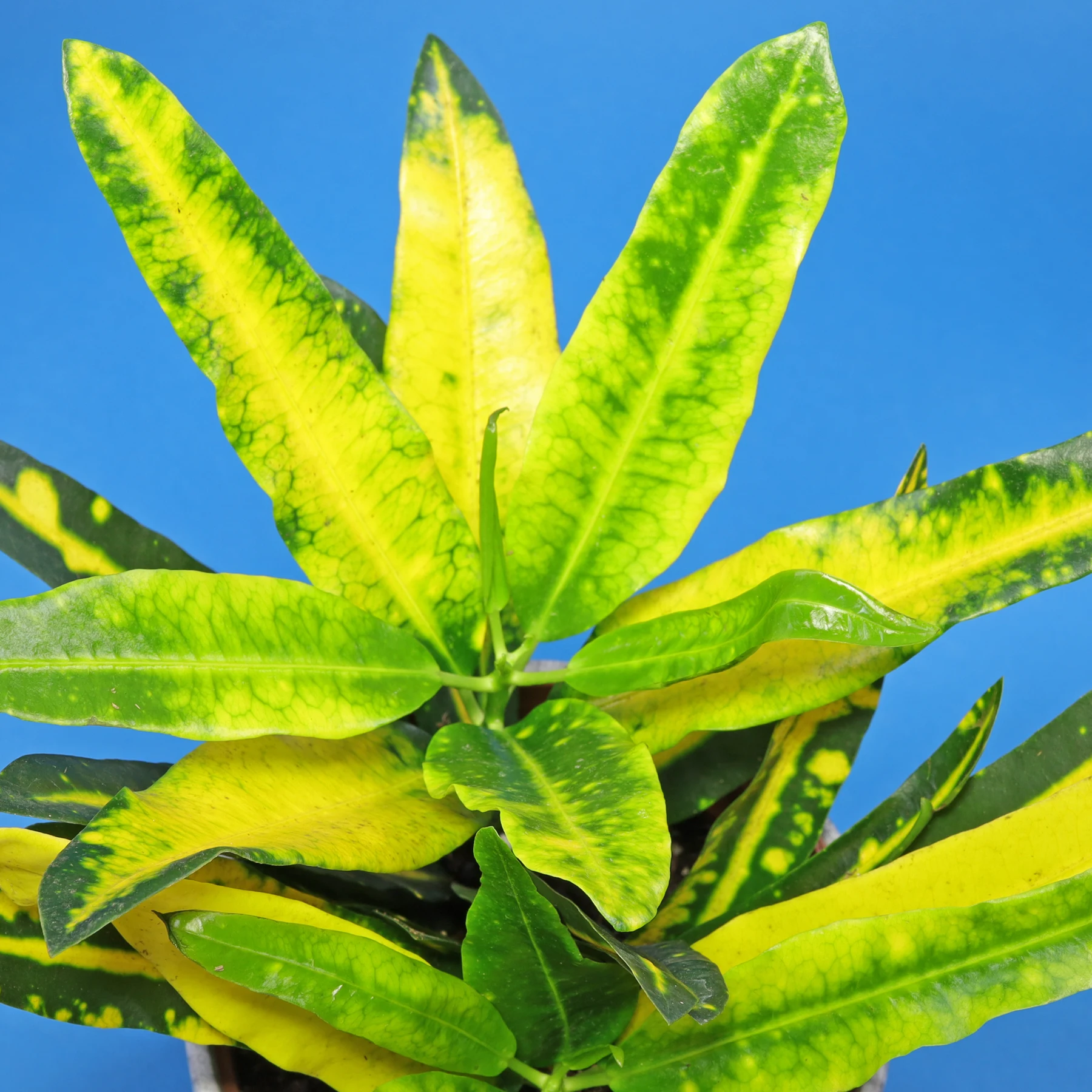 Croton Sunny Star