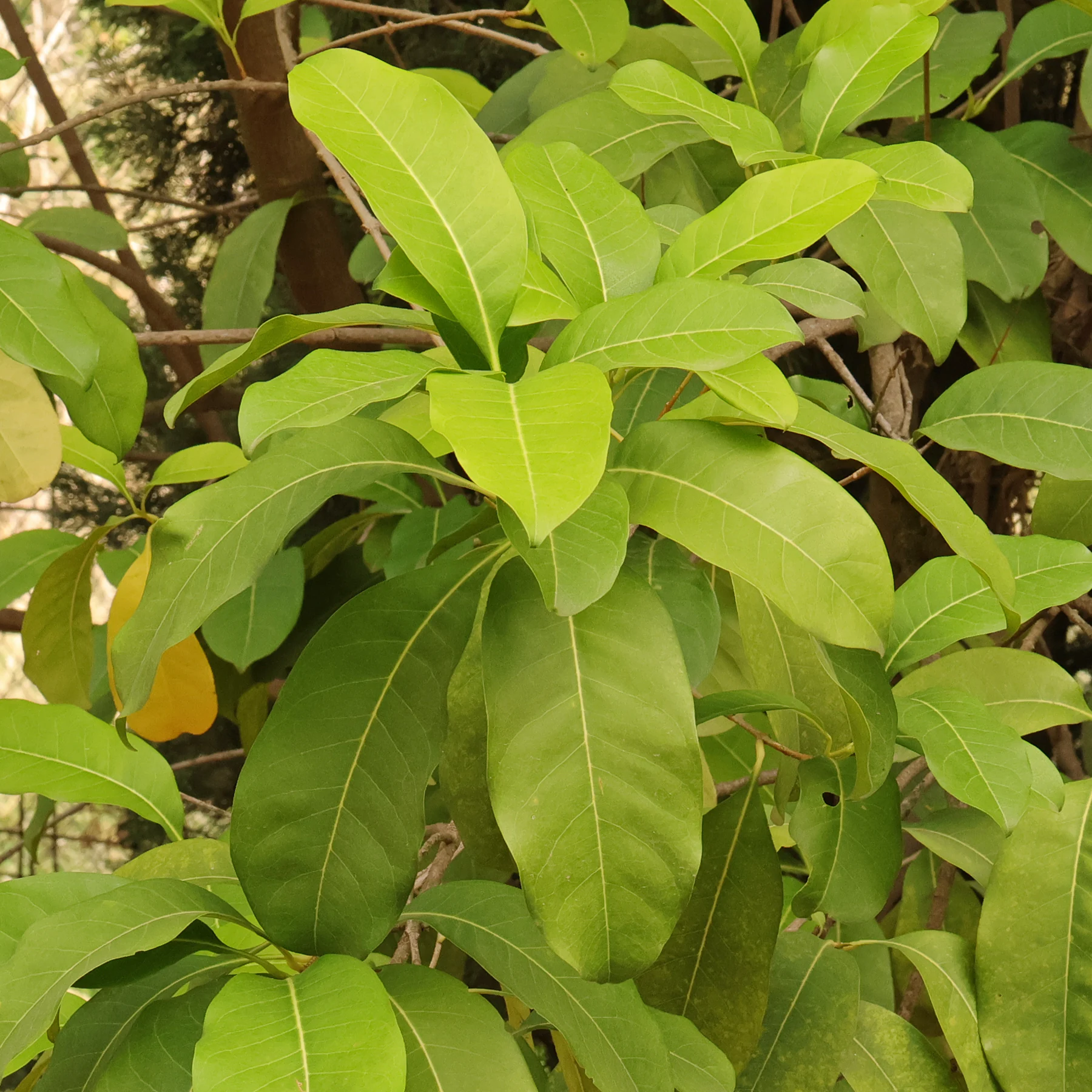 Olea paniculata