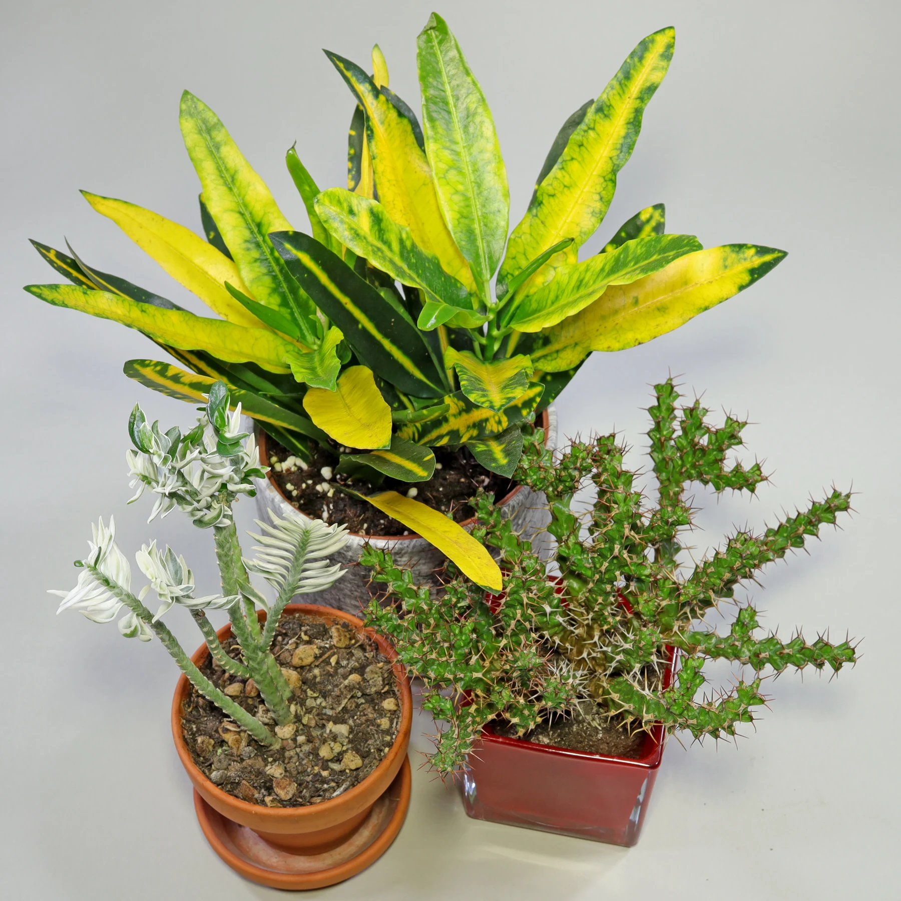 Spurges & Croton