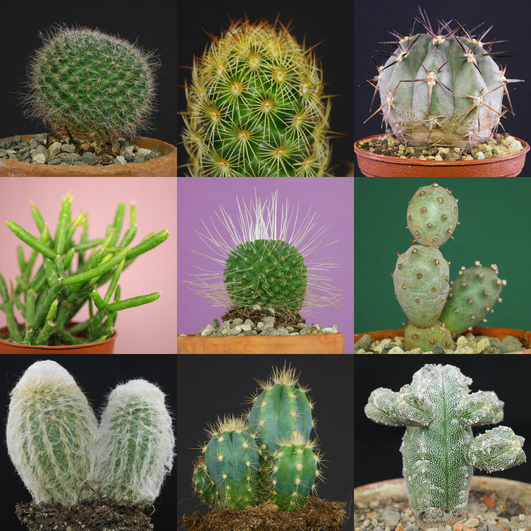 cactus identification