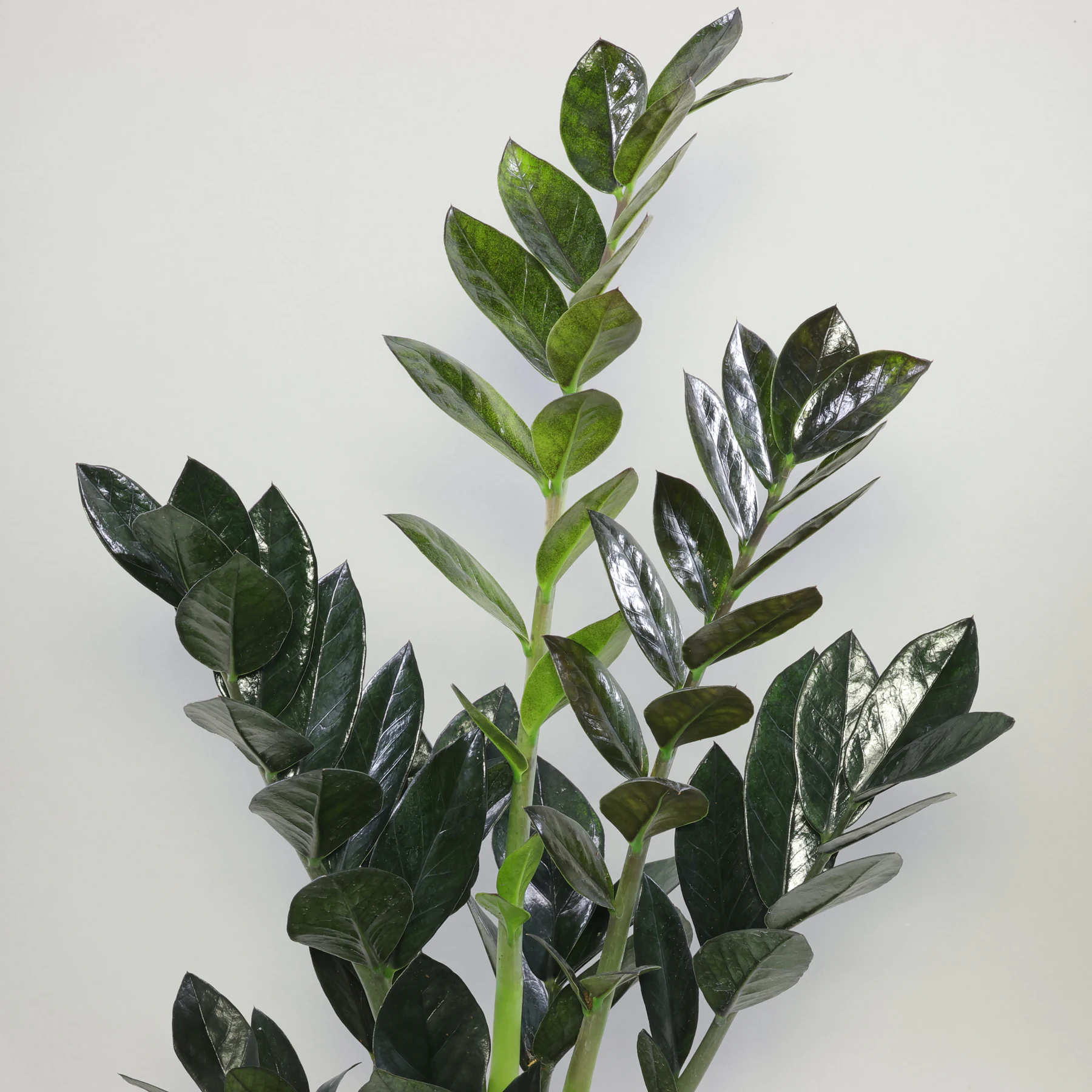 Black Zamioculcas