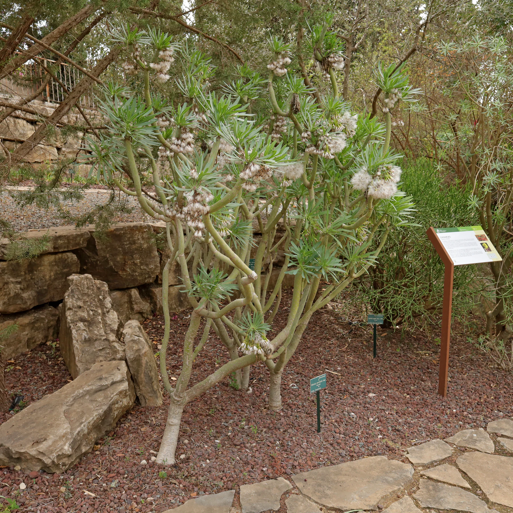 Kleinia neriifolia in the Malaga Botanical Gardens