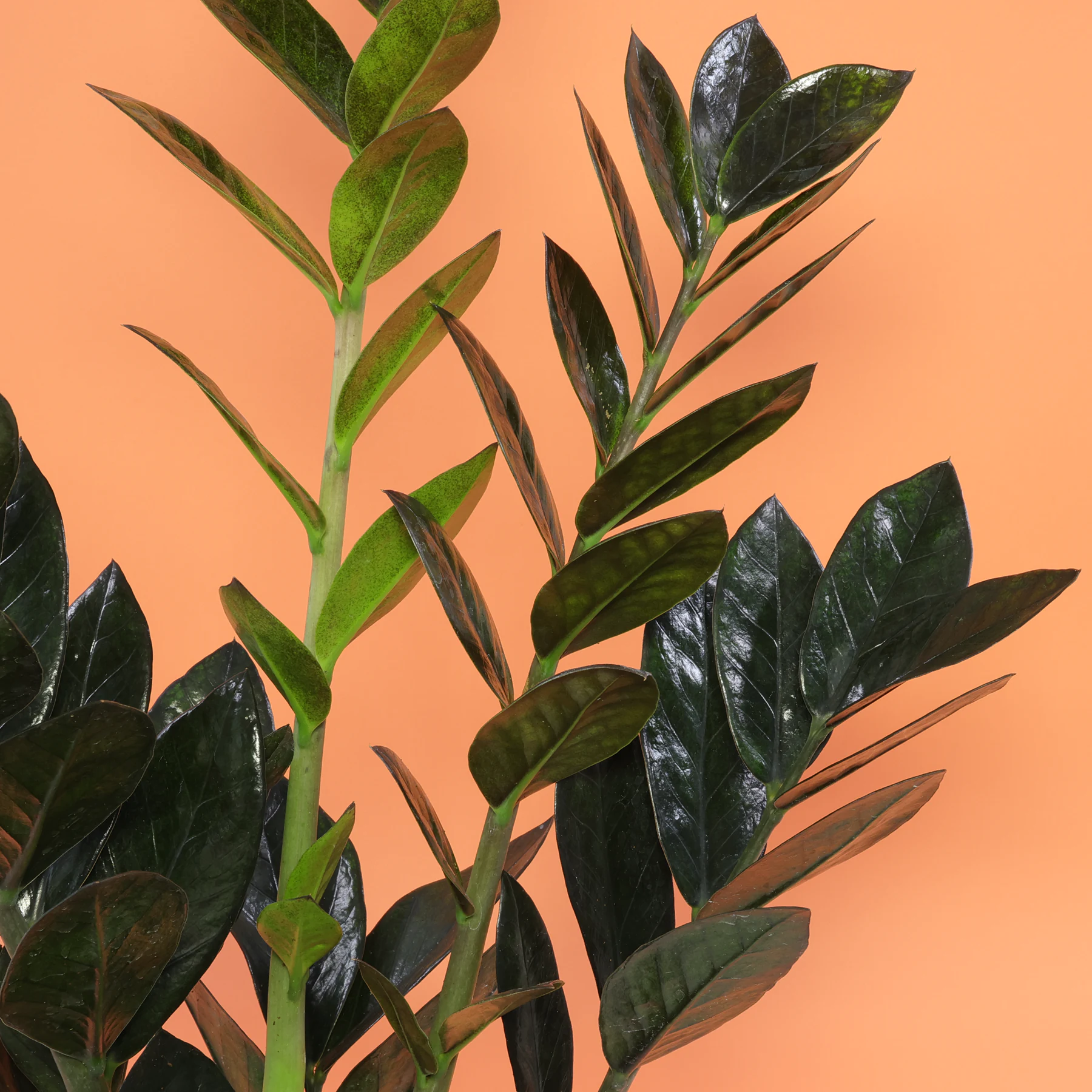 Raven ZZ Zamioculcas