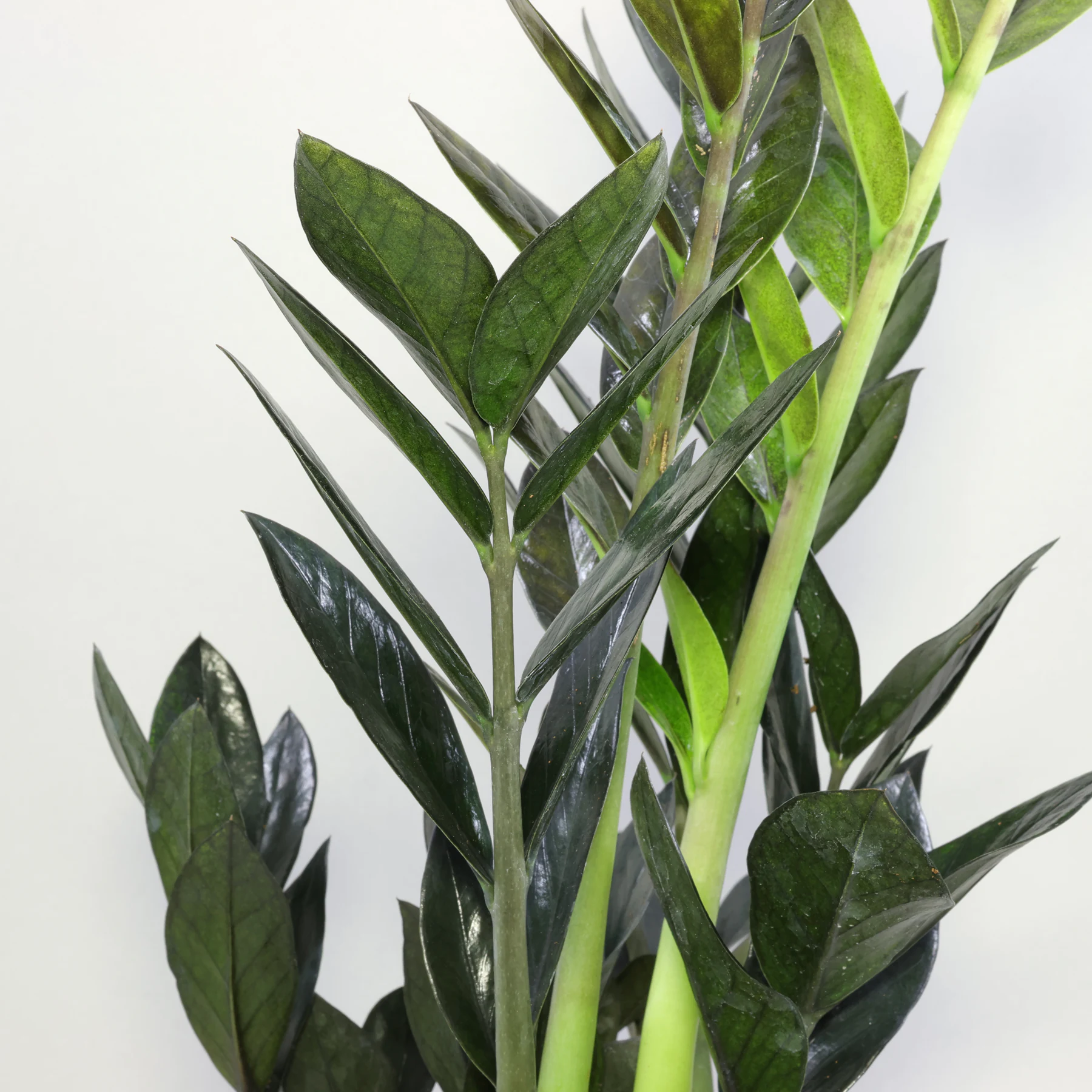 Zamioculcas Raven