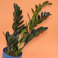 Zamioculcas zamiifolia Raven