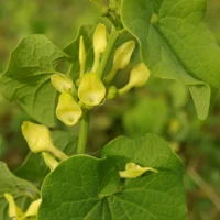 Aristolochia clematitis