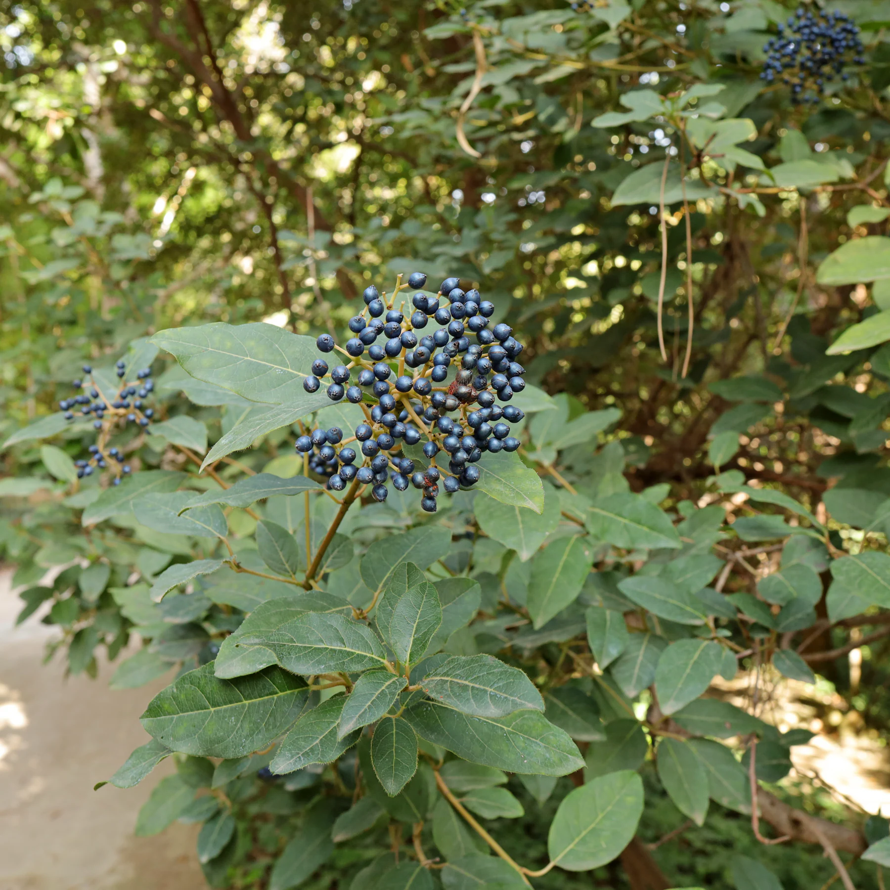 Viburnum tinus berries