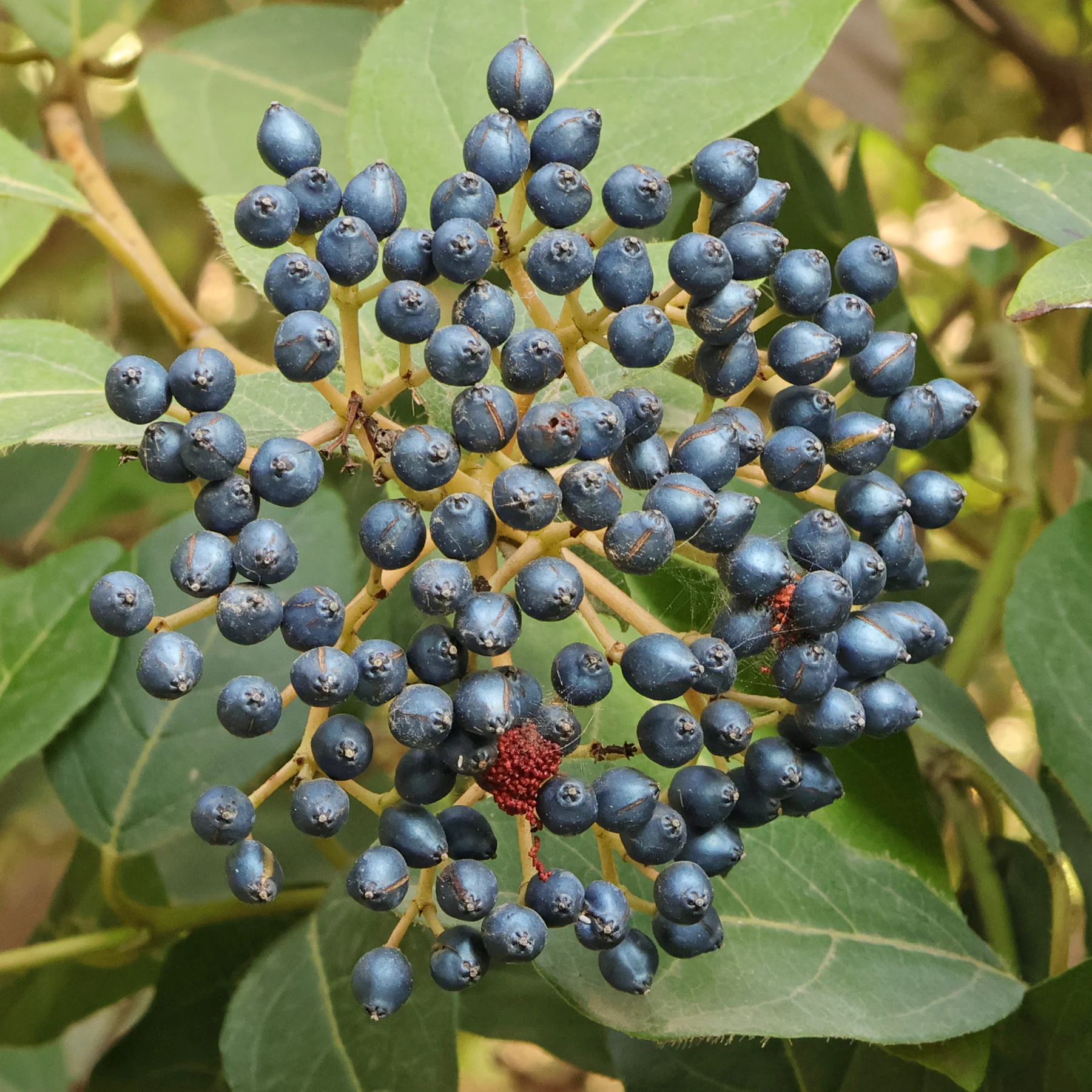 berries Laurustinus