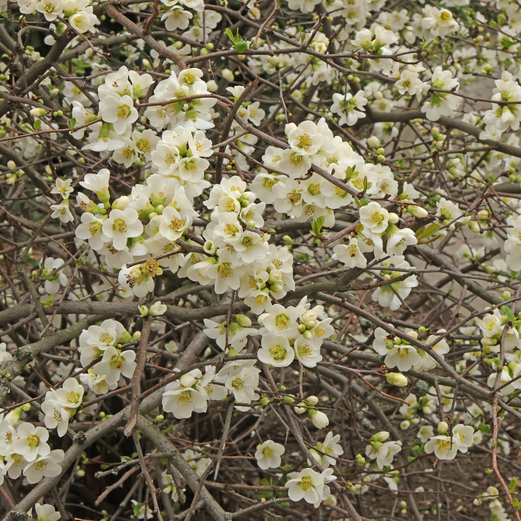 Chaenomeles × superba Jet Fire 3