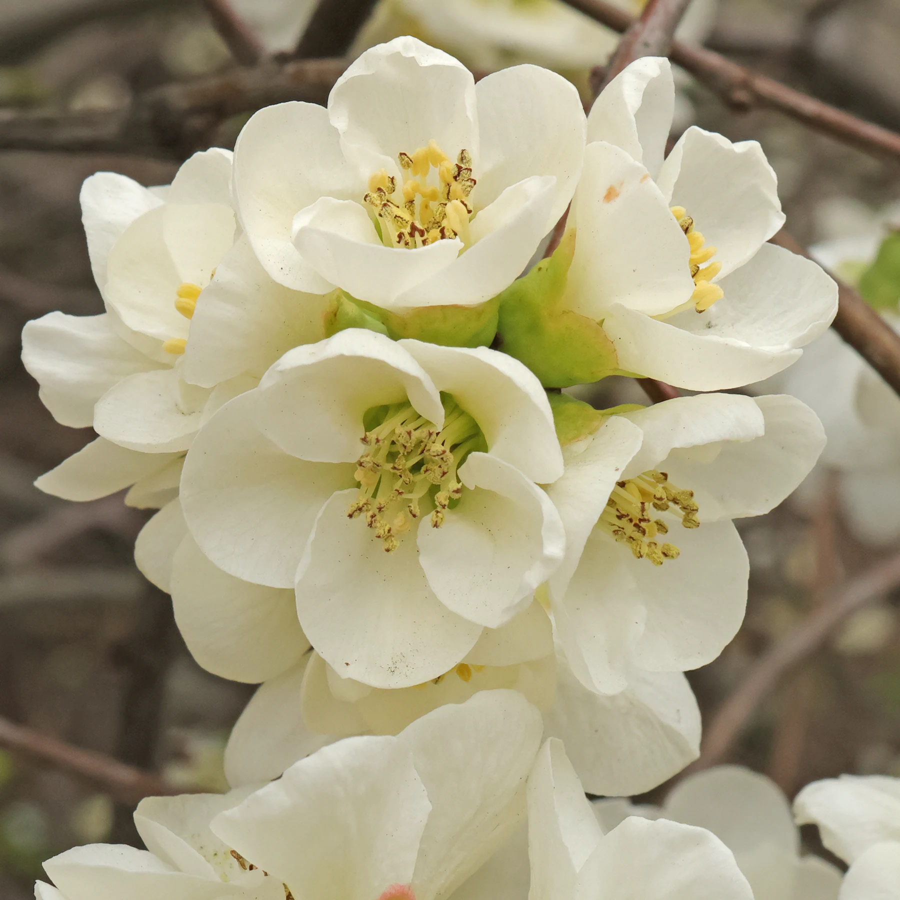 Chaenomeles × superba Jet Fire 4