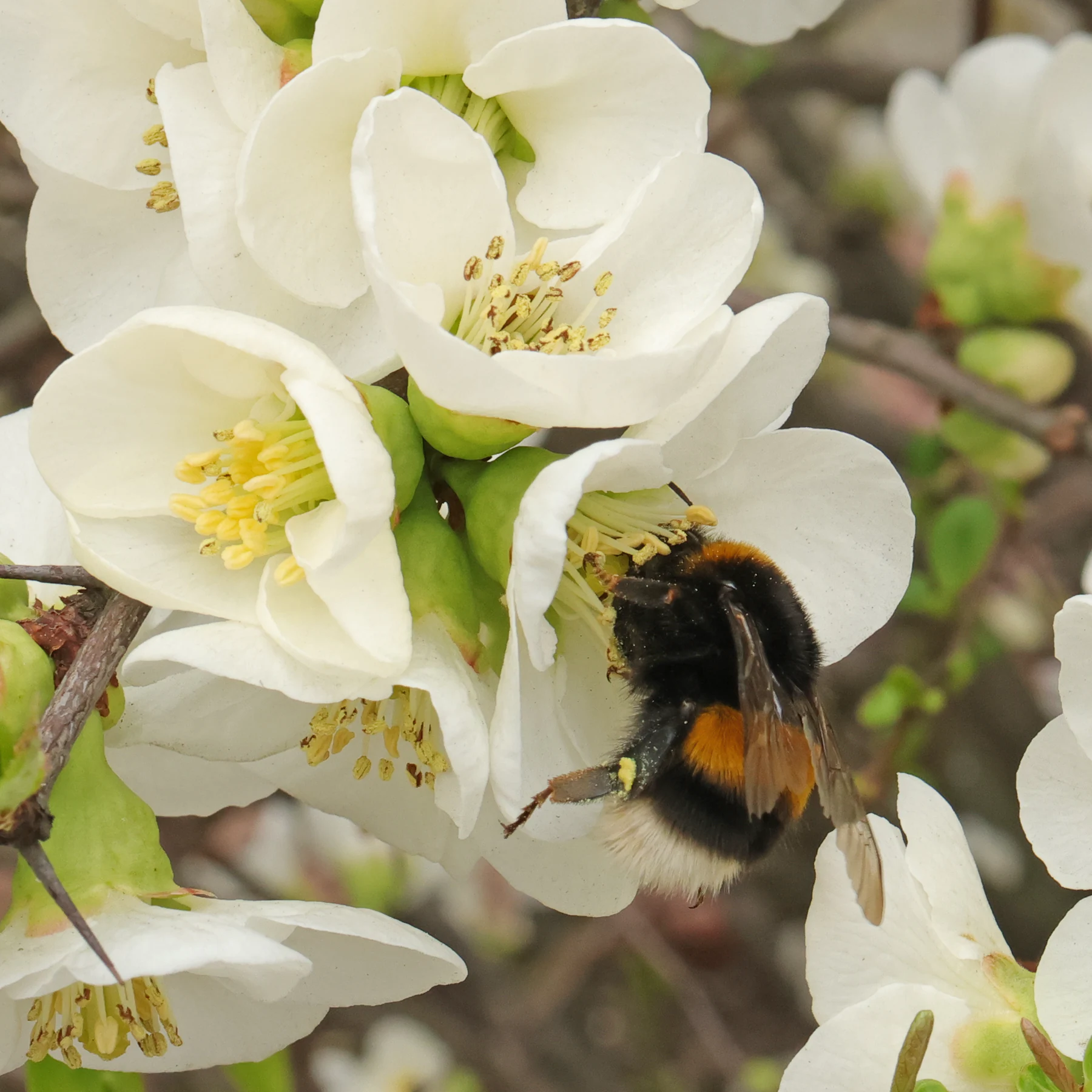 Chaenomeles × superba Jet Fire 5