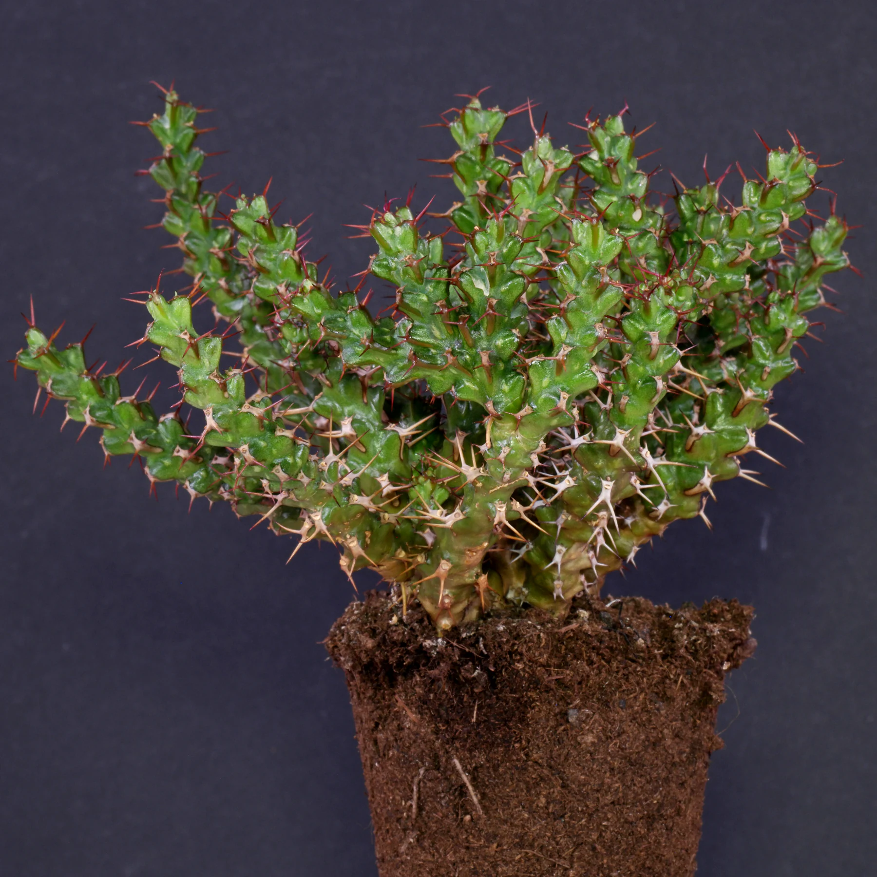 Euphorbia lenewtonii 4