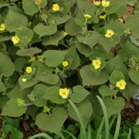 Saruma henryi