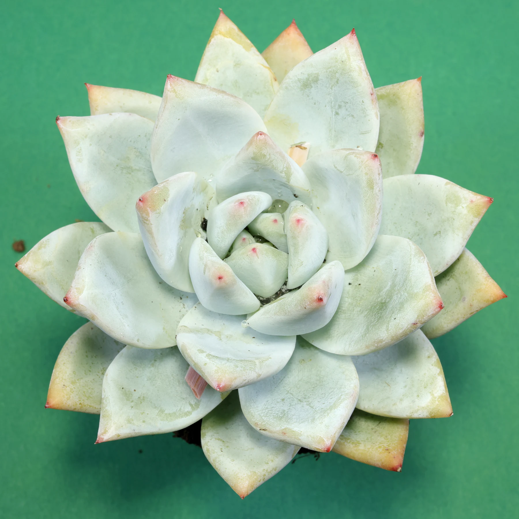 Echeveria colorata Tapalpa