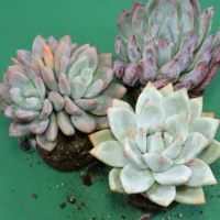 Echeveria colorata and Graptoveria Opalina