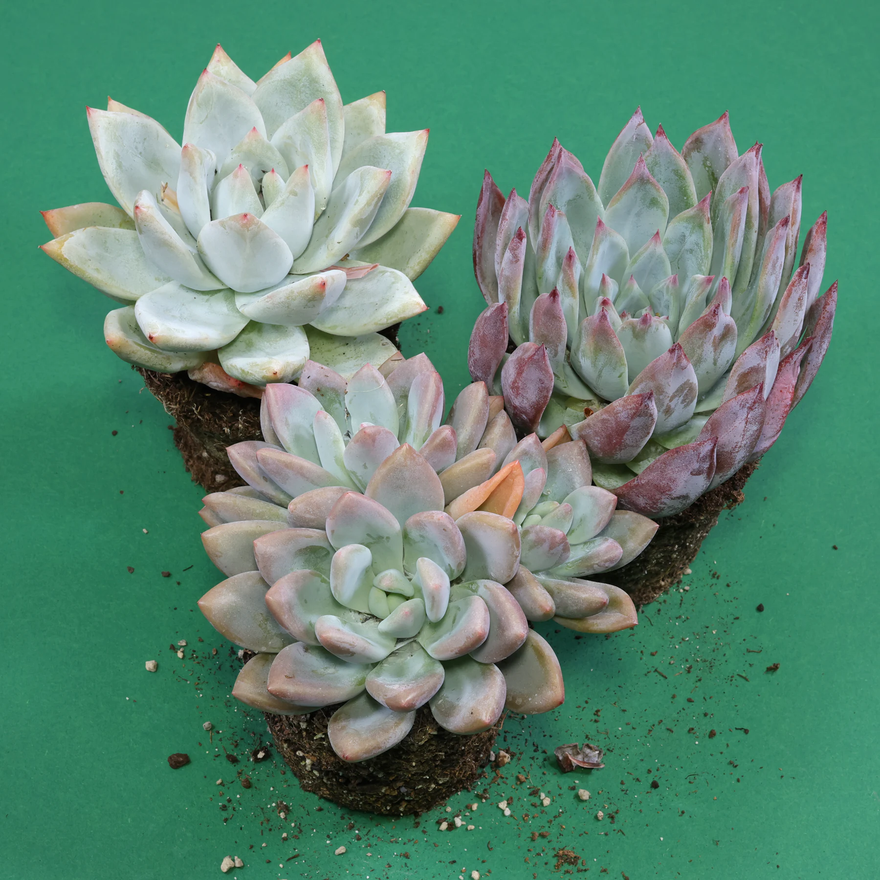 Echeveria colorata f. brandtii + Echeveria colorata Tapalpa + × Graptoveria Opalina
