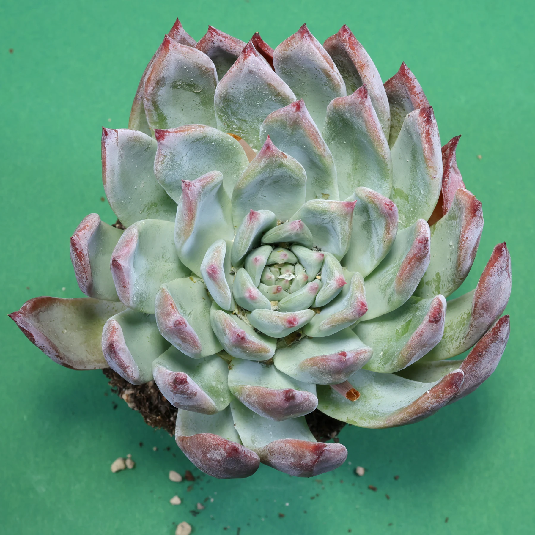 Echeveria colorata f. brandtii