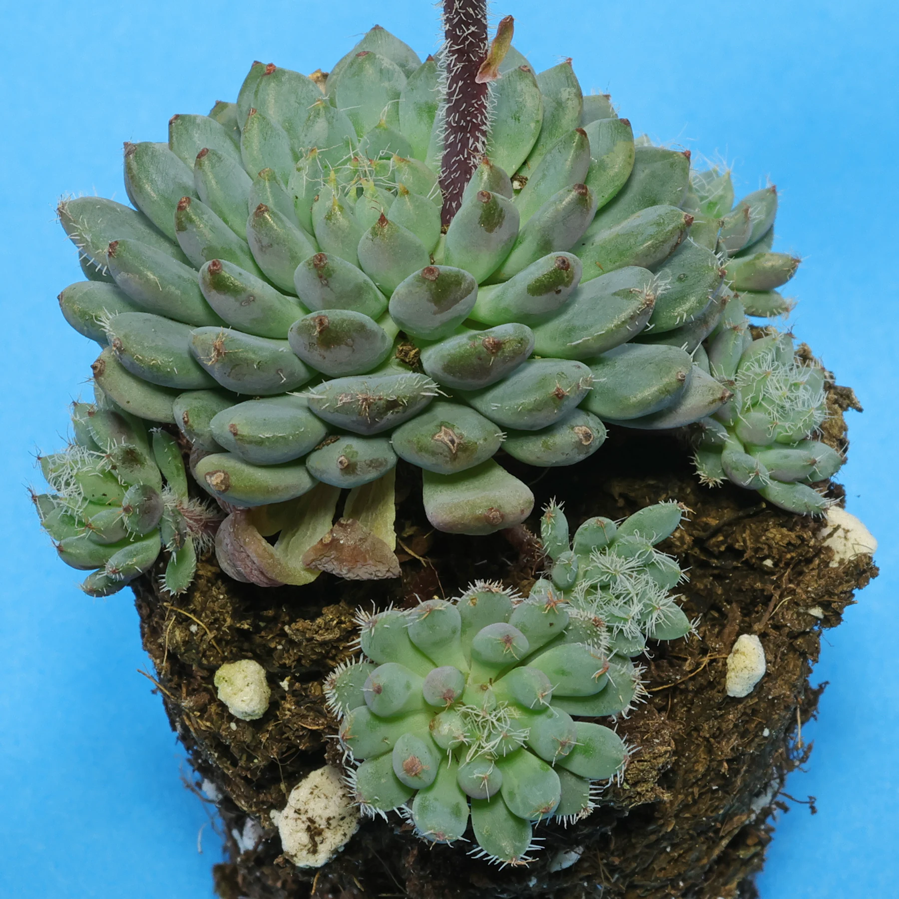 Echeveria setosa minor