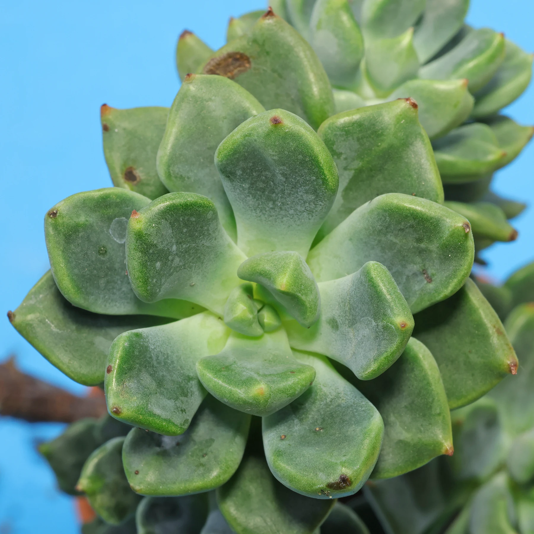 Echeveria setosa oteroi