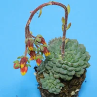 Echeveria setosa var. minor
