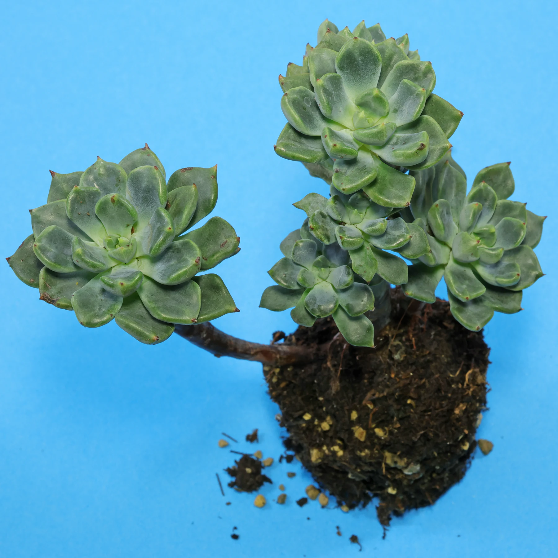 Echeveria setosa var. oteroi